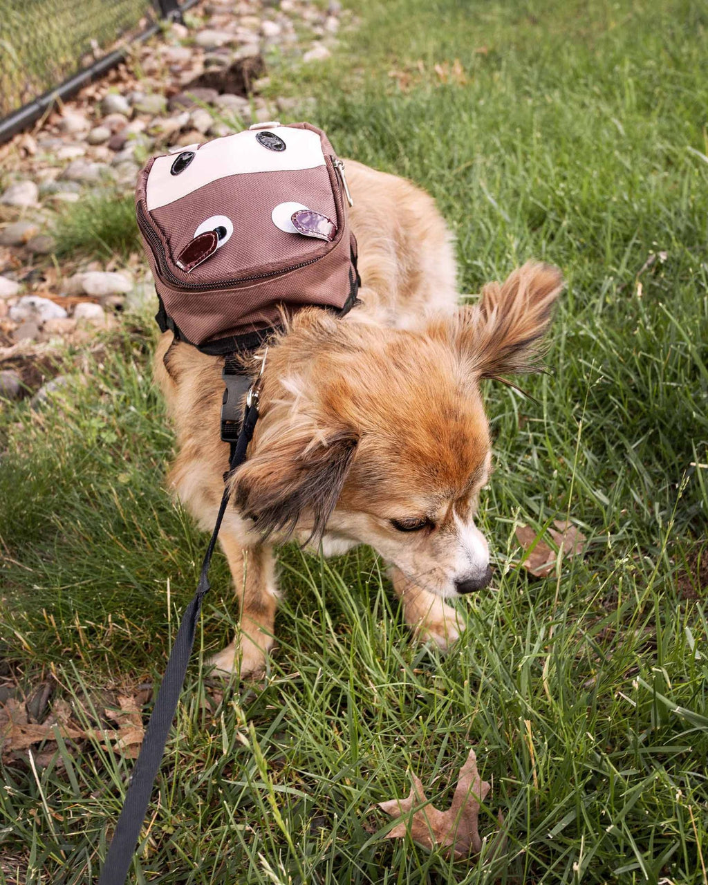 526752411