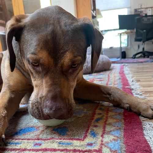 526752571